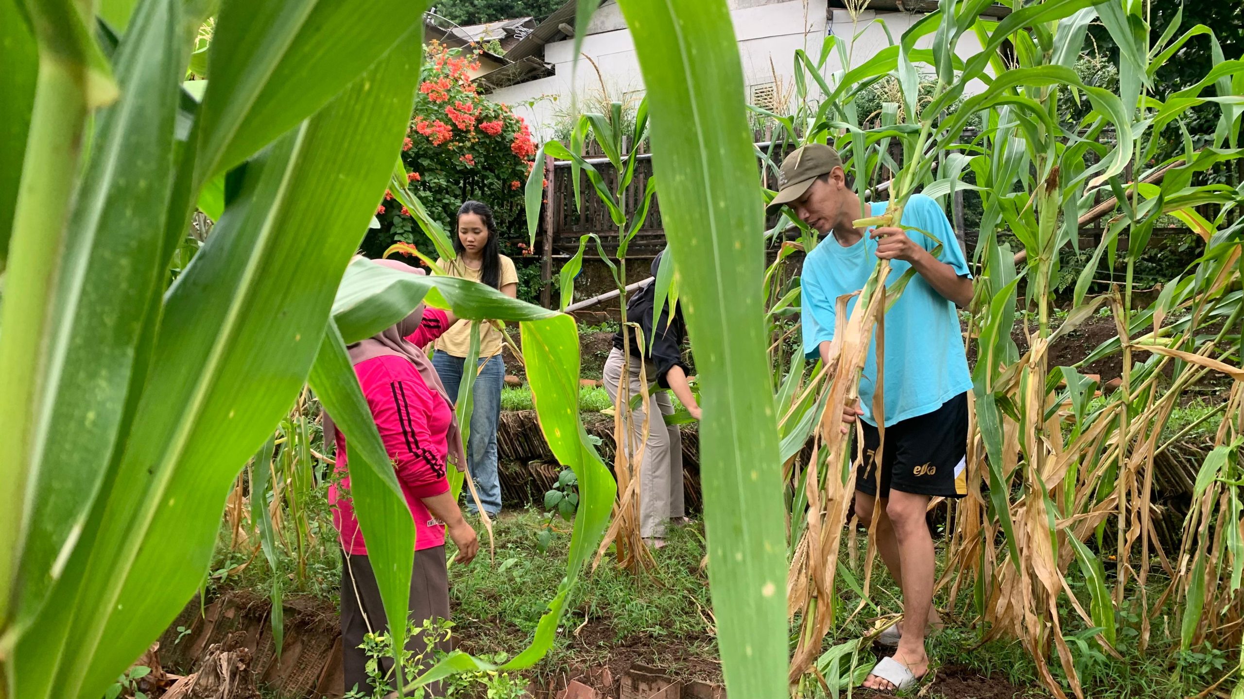 Dokumentasi Panen Jagung Bareng Ibu KWT