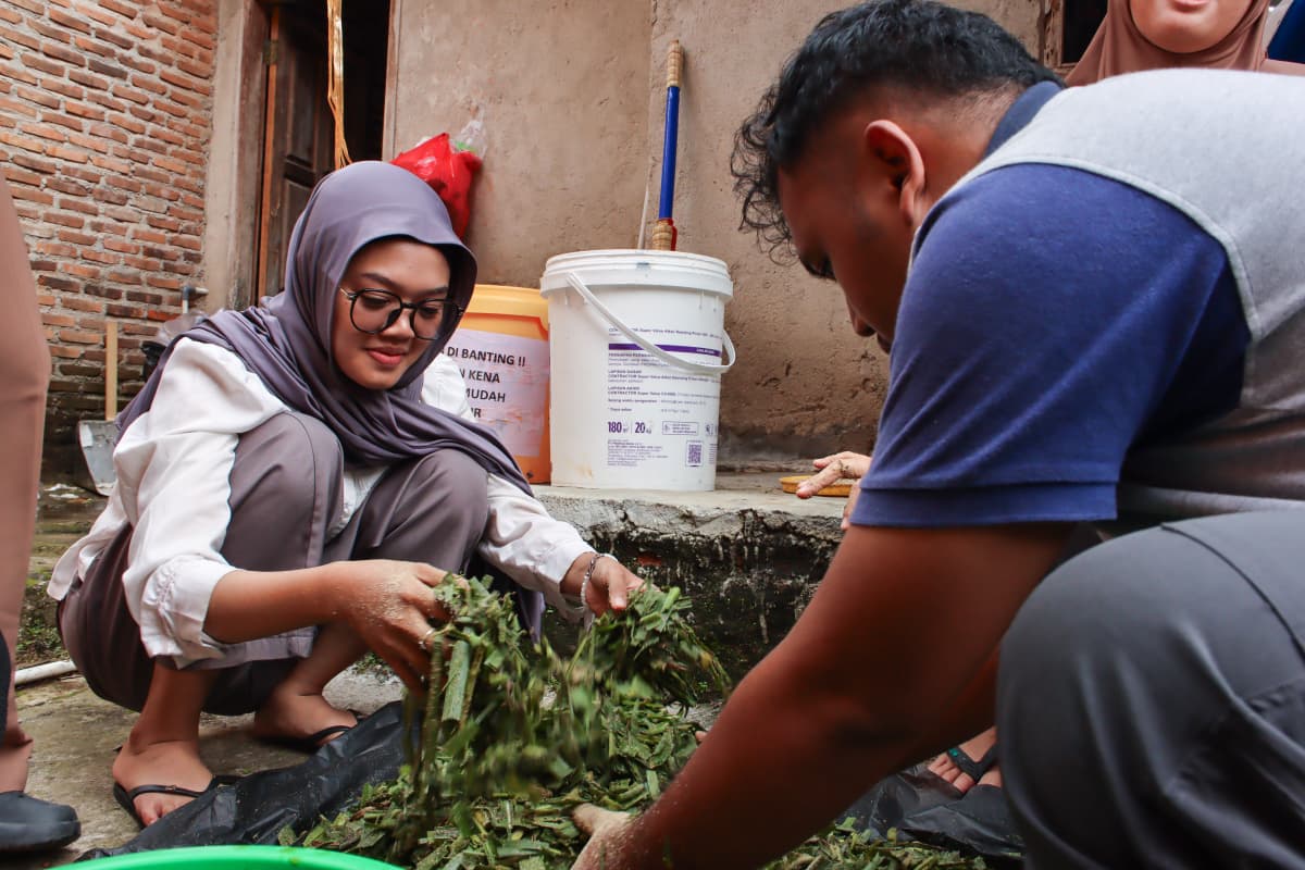 15 Januari 2026 (pakan fermentasi)