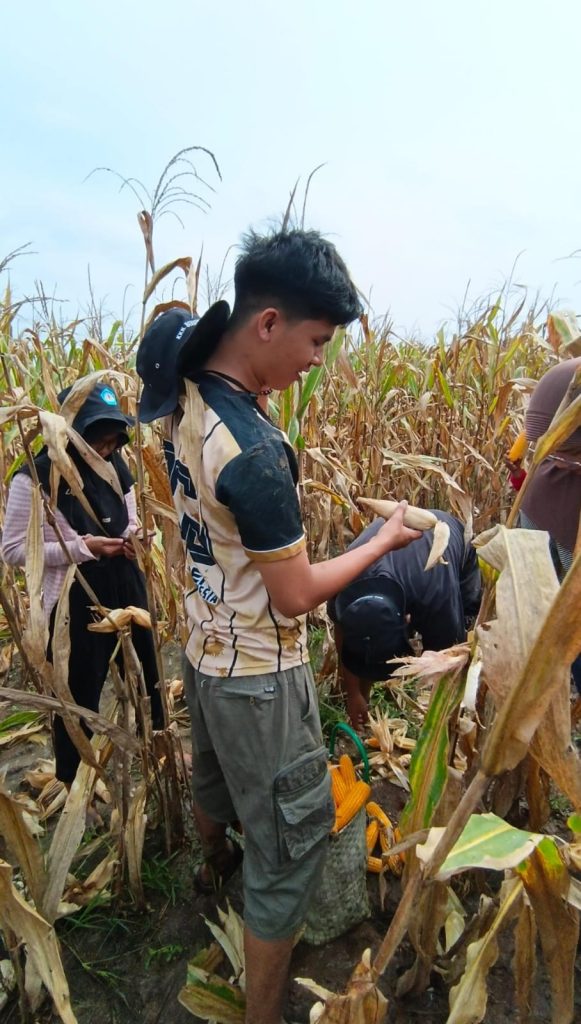 Panen Jagung