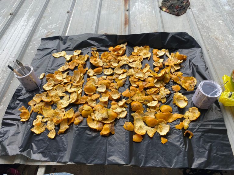 Penjemuran kulit jeruk untuk bahan pembuatan Eco Enzyme
