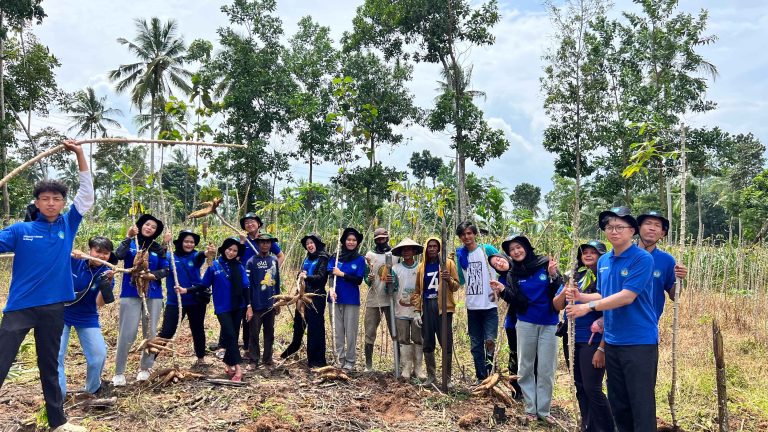 panen singkong_11zon