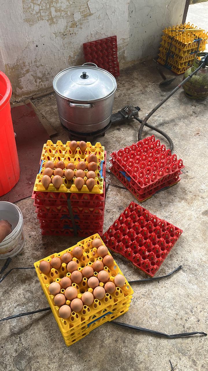 02-02-26 Rebus Telur