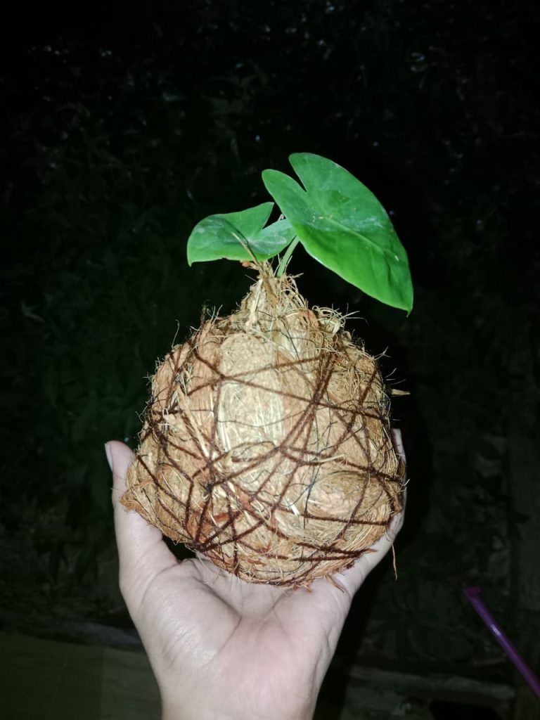 WhatsApp Image 2026-01-31 at 20.41.43 (1)