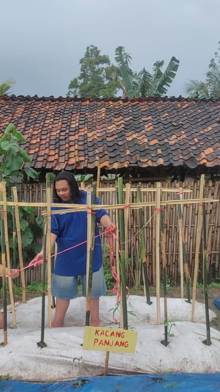 pemasangan ajir bambbu